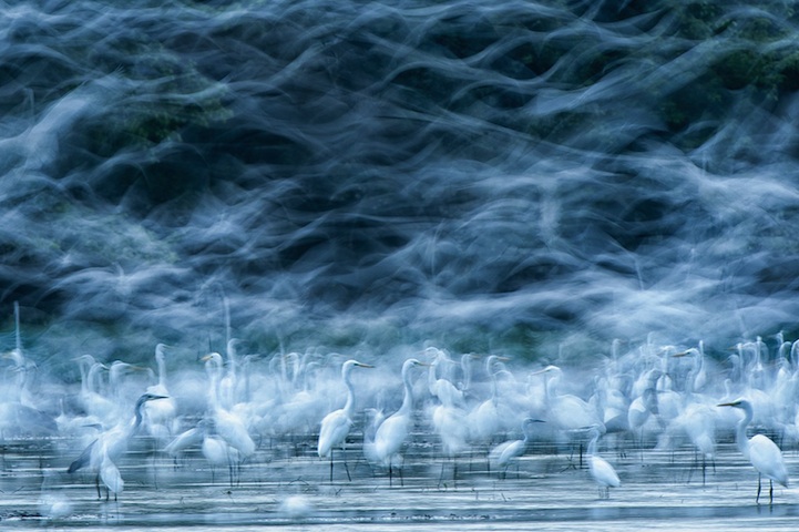 Flying Egrets - 2013-11-30_238581_nature.jpg