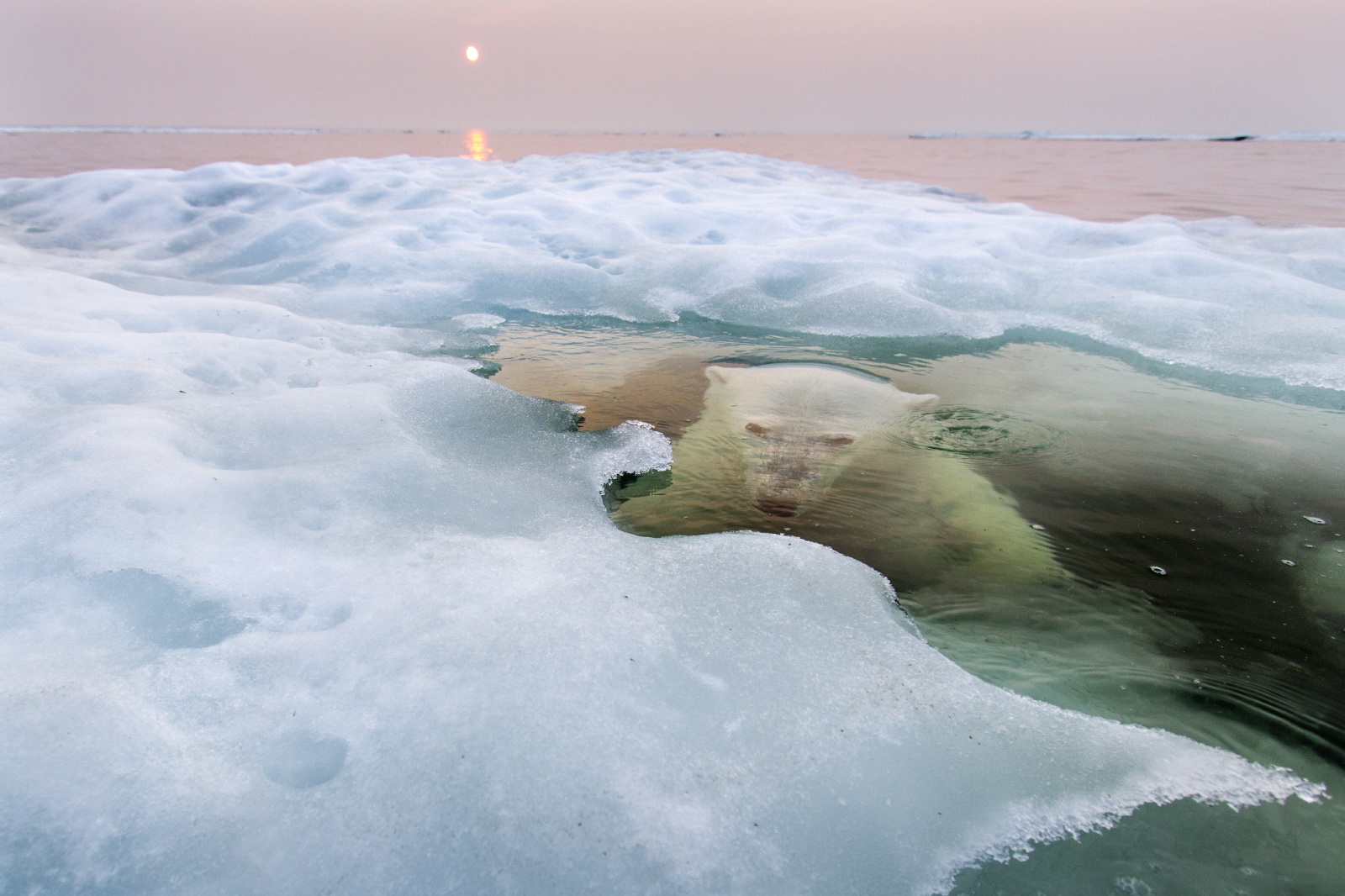 The Ice Bear - 2013-11-26_234548_nature.jpg